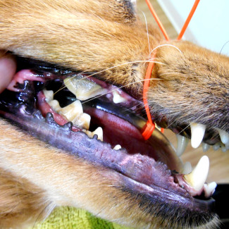 casey-dental-before