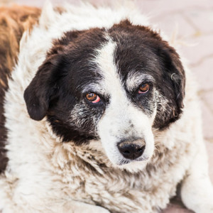 aging-dog-and-what-to-do