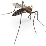 Mosquito400