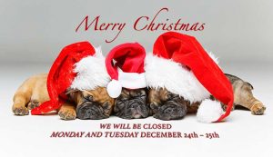 Merry Christmas puppies